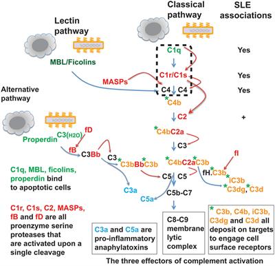 C1 Complex: An Adaptable Proteolytic Module for Complement and Non-Complement Functions